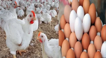 أسعار الدواجن البيضاء والبلدي والساسو وكرتونة البيض اليوم 1 نوفمبر 2025: تفاصيل السوق وتأثيرها على المستهلكين